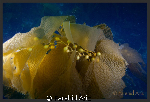 catalina diving by Farshid Ariz 